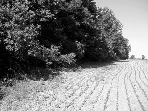 Property photo 5 - 118 Acres Offered in 5 Tracts