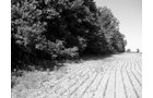 Property photo 5 - 118 Acres Offered in 5 Tracts