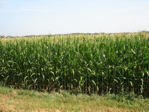 Property photo 5 - Indiana Land Auction - 386 Acres Offered in 13 Tracts