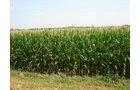 Property photo 5 - Indiana Land Auction - 386 Acres Offered in 13 Tracts
