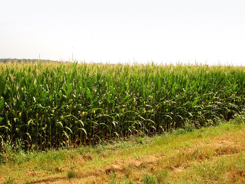 Property photo 4 - Indiana Land Auction - 386 Acres Offered in 13 Tracts