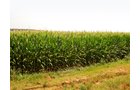 Property photo 4 - Indiana Land Auction - 386 Acres Offered in 13 Tracts