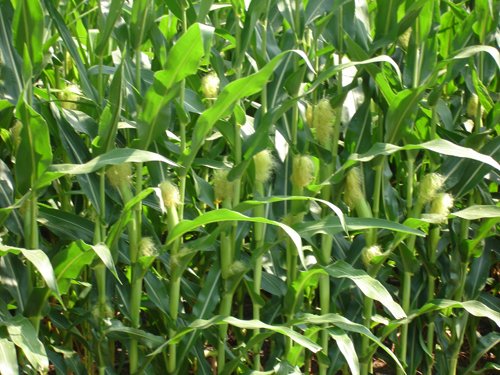 Property photo 3 - Indiana Land Auction - 386 Acres Offered in 13 Tracts