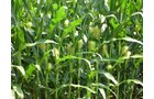 Property photo 3 - Indiana Land Auction - 386 Acres Offered in 13 Tracts
