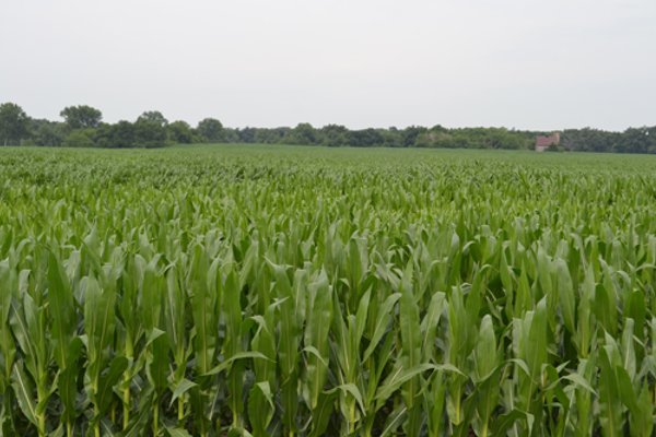 Indiana Land Auction - 386 Acres Offered in 13 Tracts