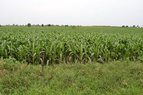 Property photo 9 - Indiana Land Auction - 386 Acres Offered in 13 Tracts