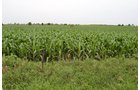 Property photo 9 - Indiana Land Auction - 386 Acres Offered in 13 Tracts