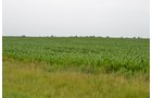 Property photo 7 - Indiana Land Auction - 386 Acres Offered in 13 Tracts