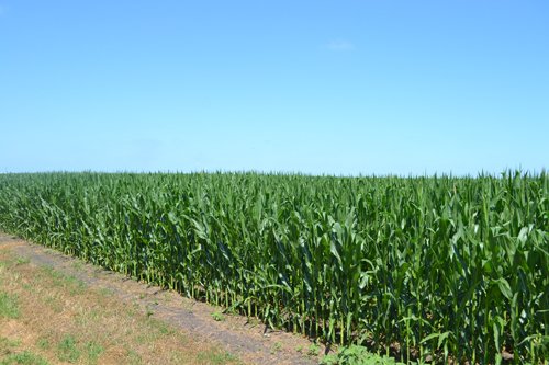 Property photo 12 - MAJOR ILLINOIS LAND AUCTION - 2,040 Acres Offered in 30 Tracts