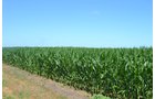 Property photo 12 - MAJOR ILLINOIS LAND AUCTION - 2,040 Acres Offered in 30 Tracts
