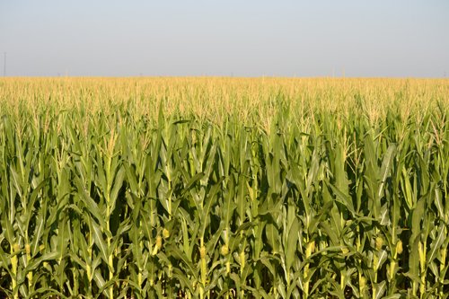 Property photo 5 - MAJOR ILLINOIS LAND AUCTION - 2,040 Acres Offered in 30 Tracts