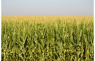 Property photo 5 - MAJOR ILLINOIS LAND AUCTION - 2,040 Acres Offered in 30 Tracts