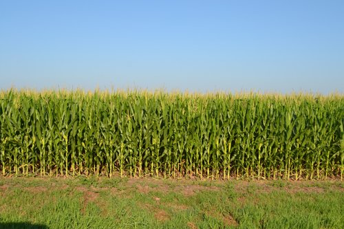 Property photo 8 - MAJOR ILLINOIS LAND AUCTION - 2,040 Acres Offered in 30 Tracts