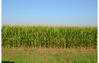 Property photo 8 - MAJOR ILLINOIS LAND AUCTION - 2,040 Acres Offered in 30 Tracts