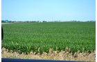 Property photo 19 - MAJOR ILLINOIS LAND AUCTION - 2,040 Acres Offered in 30 Tracts