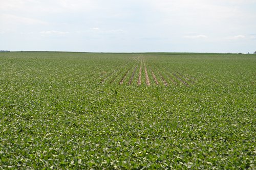 Property photo 13 - MAJOR ILLINOIS LAND AUCTION - 2,040 Acres Offered in 30 Tracts
