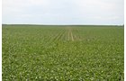 Property photo 13 - MAJOR ILLINOIS LAND AUCTION - 2,040 Acres Offered in 30 Tracts