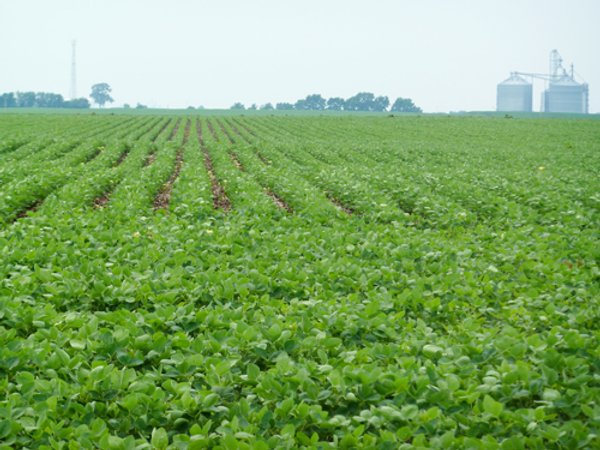 MAJOR ILLINOIS LAND AUCTION - 2,040 Acres Offered in 30 Tracts