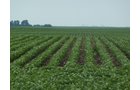 Property photo 4 - MAJOR ILLINOIS LAND AUCTION - 2,040 Acres Offered in 30 Tracts