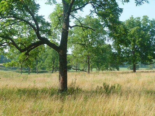 Property photo 12 - 480+/- Acres Offered in 6 Tracts