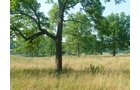 Property photo 12 - 480+/- Acres Offered in 6 Tracts