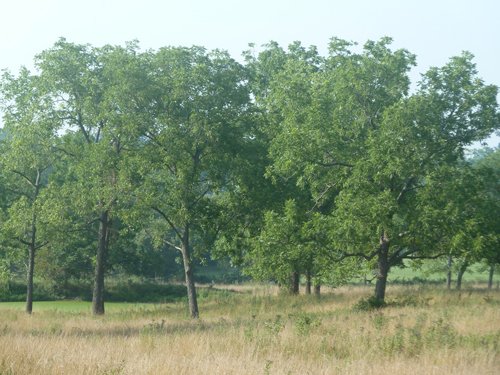 Property photo 11 - 480+/- Acres Offered in 6 Tracts