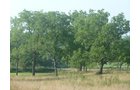 Property photo 11 - 480+/- Acres Offered in 6 Tracts