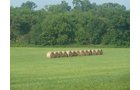 Property photo 7 - 480+/- Acres Offered in 6 Tracts