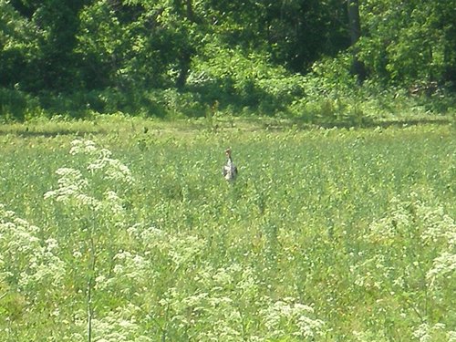 Property photo 28 - 139+/- Acres Offered in 3 Tracts