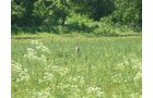 Property photo 28 - 139+/- Acres Offered in 3 Tracts