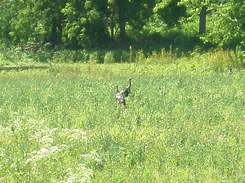 Property photo 4 - 139+/- Acres Offered in 3 Tracts