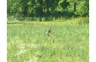 Property photo 4 - 139+/- Acres Offered in 3 Tracts