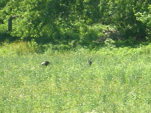 Property photo 17 - 139+/- Acres Offered in 3 Tracts