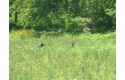Property photo 17 - 139+/- Acres Offered in 3 Tracts