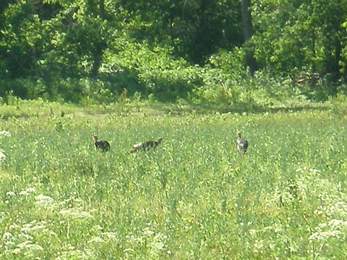 Property photo 1 - 139+/- Acres Offered in 3 Tracts