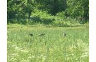 Property photo 1 - 139+/- Acres Offered in 3 Tracts