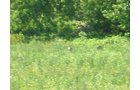 Property photo 2 - 139+/- Acres Offered in 3 Tracts