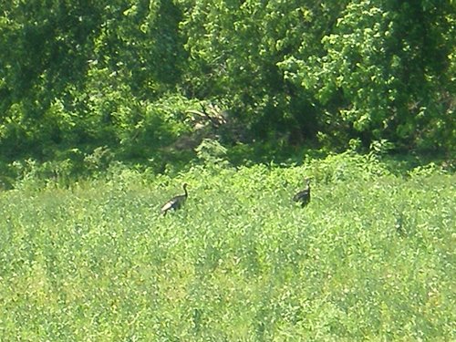 Property photo 32 - 139+/- Acres Offered in 3 Tracts