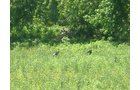 Property photo 32 - 139+/- Acres Offered in 3 Tracts