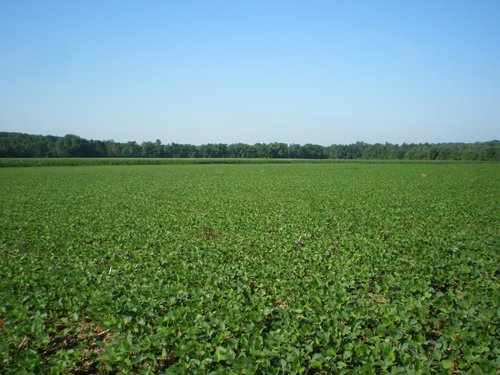Property photo 22 - 139+/- Acres Offered in 3 Tracts
