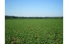 Property photo 22 - 139+/- Acres Offered in 3 Tracts