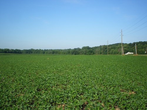 Property photo 10 - 139+/- Acres Offered in 3 Tracts