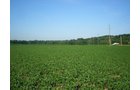 Property photo 10 - 139+/- Acres Offered in 3 Tracts
