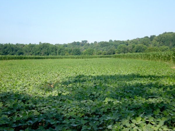 139+/- Acres Offered in 3 Tracts