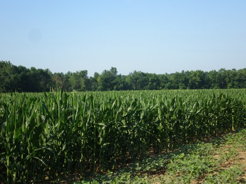 Property photo 3 - 139+/- Acres Offered in 3 Tracts