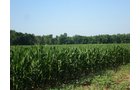 Property photo 3 - 139+/- Acres Offered in 3 Tracts