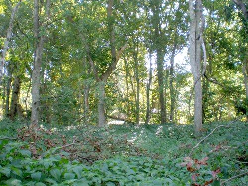Property photo 6 - 139+/- Acres Offered in 3 Tracts