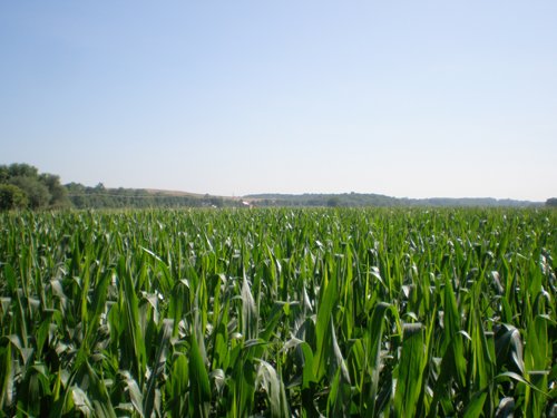 Property photo 15 - 139+/- Acres Offered in 3 Tracts