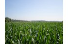 Property photo 15 - 139+/- Acres Offered in 3 Tracts