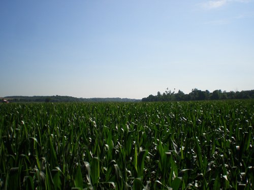 Property photo 13 - 139+/- Acres Offered in 3 Tracts
